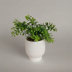 Decoración Maceta Ruscus