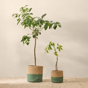 Cesta  bicolor Galilea